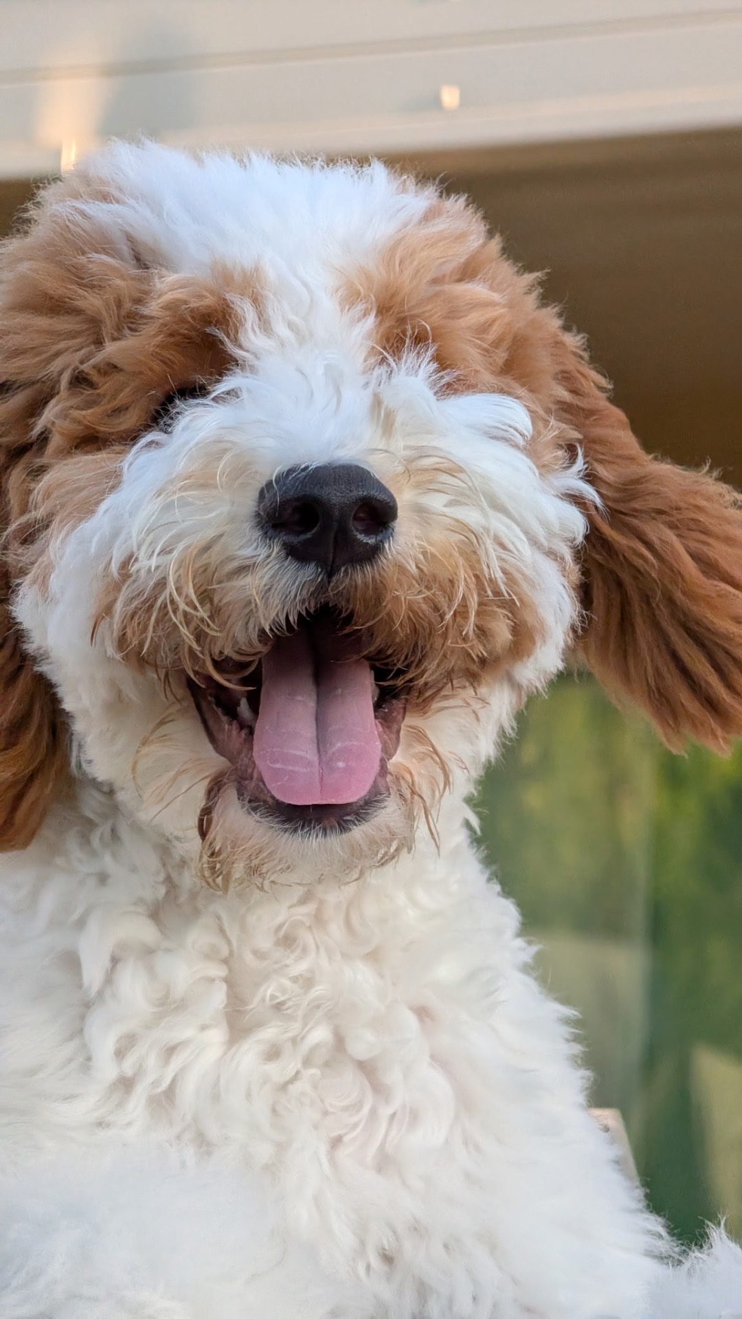 A joyful parti-colored Kid's Best Doodle Goldendoodle puppy smiling into the camera at home in California